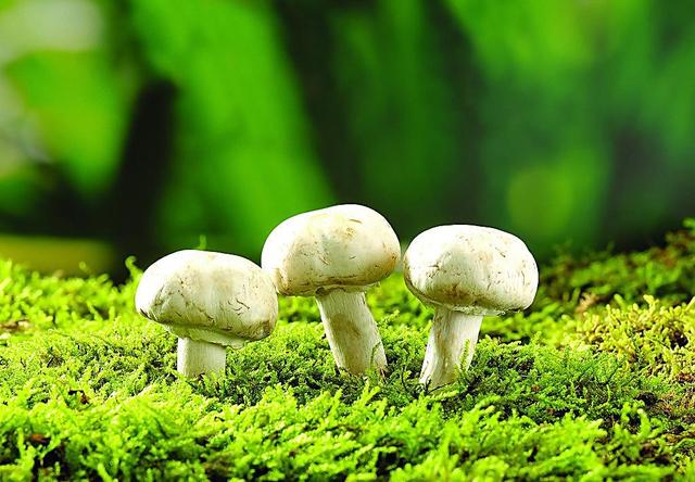 遵化市举办河北省农技协助力乡村振兴食用菌产业技术培训班