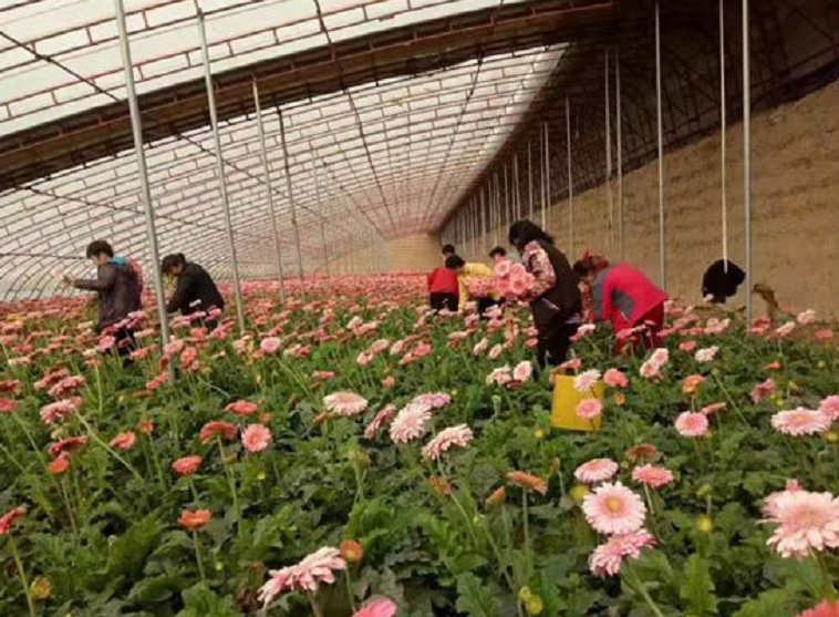 “心在这里扎下了根”——沧州开放大学驻献县十五级村工作队二三事