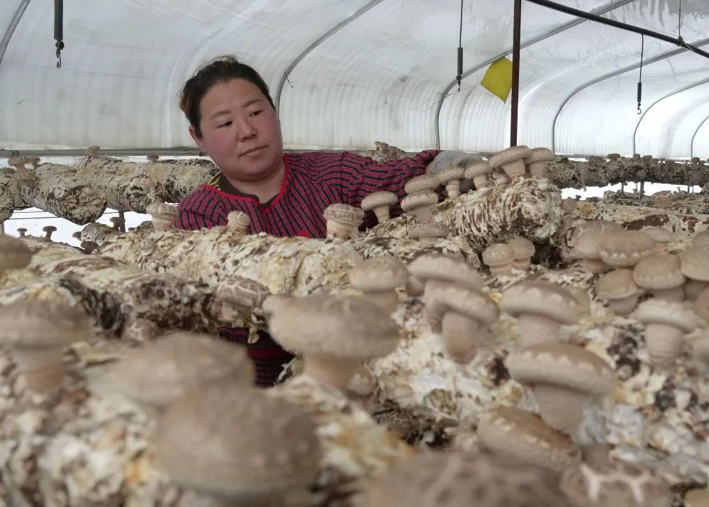 河北青龙：食用菌产业助农增收
