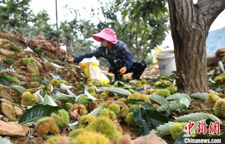 青龙满族自治县百万亩板栗迎来丰收 板栗“开口笑” 网上卖得俏