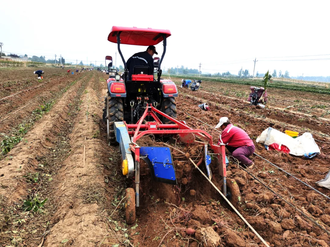 “薯”你最甜！峰峰这里的红薯丰收啦~