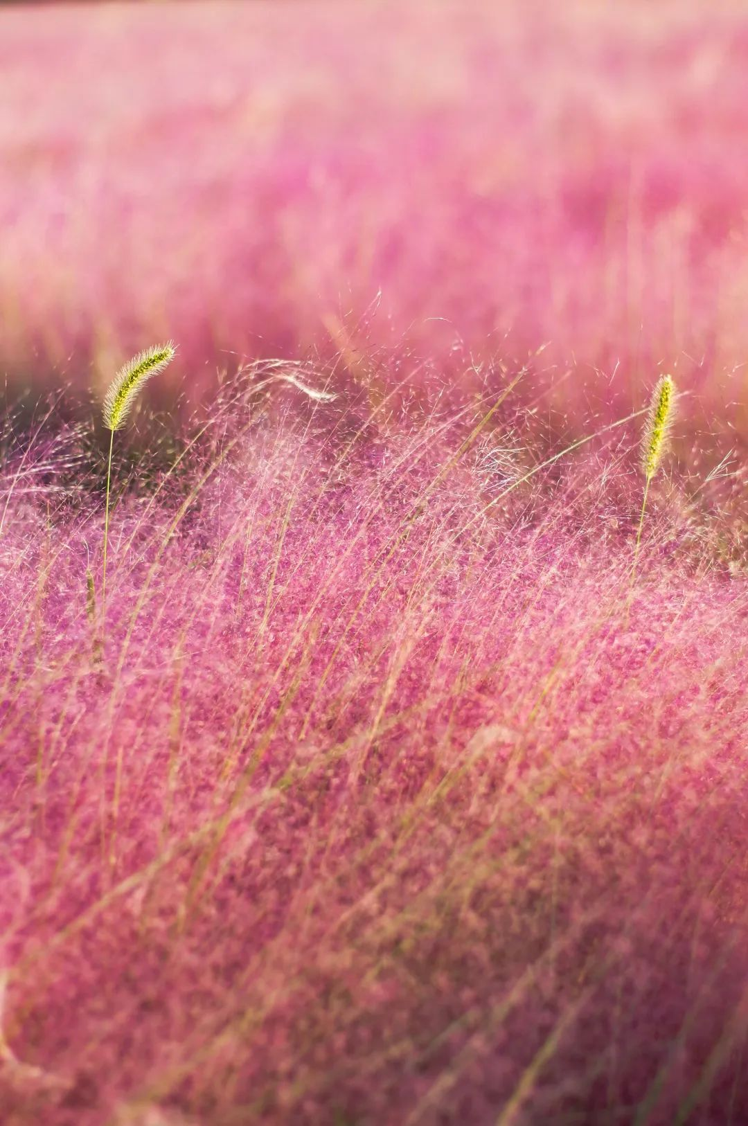 千万别错过秋天的这一抹粉色浪漫，石家庄这些地方都可打卡→