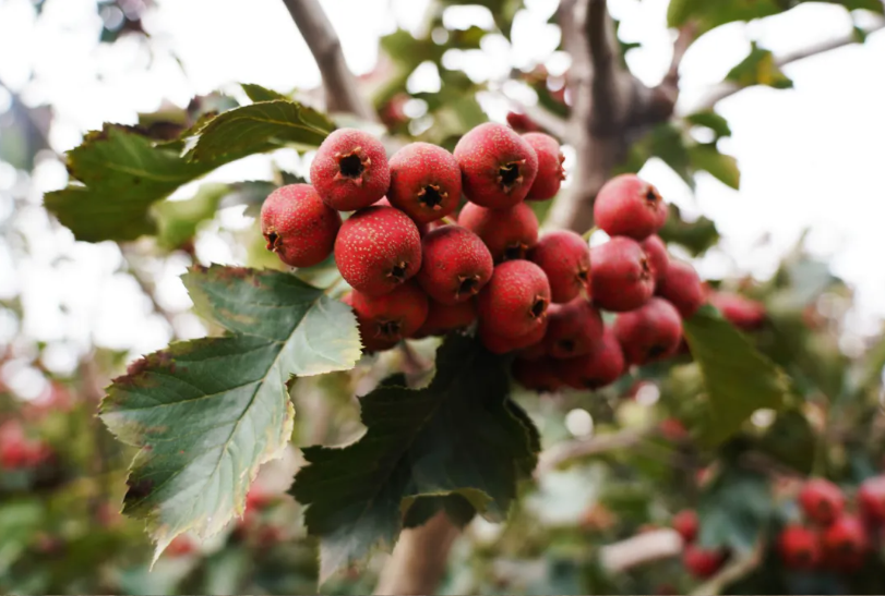 正定新安镇李家庄村首届“山楂红了”采摘节开幕