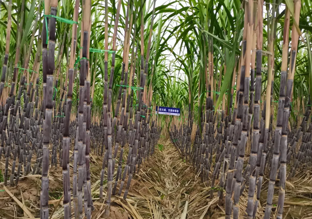 蓦门村：“蔗”里风景独好