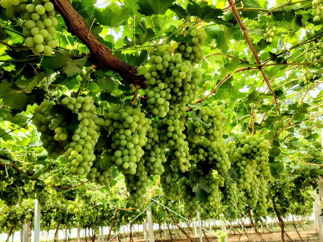 《张家口日报》刊发：一粒葡萄“香” 跨越千年“甜”——宣化区聚力“世遗”葡萄深耕农文旅融合