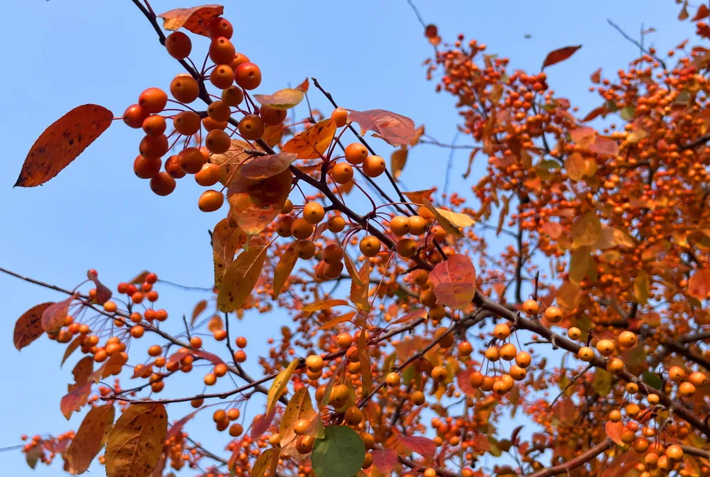 海棠果红！这一抹秋意里的璀璨相思，真醉人