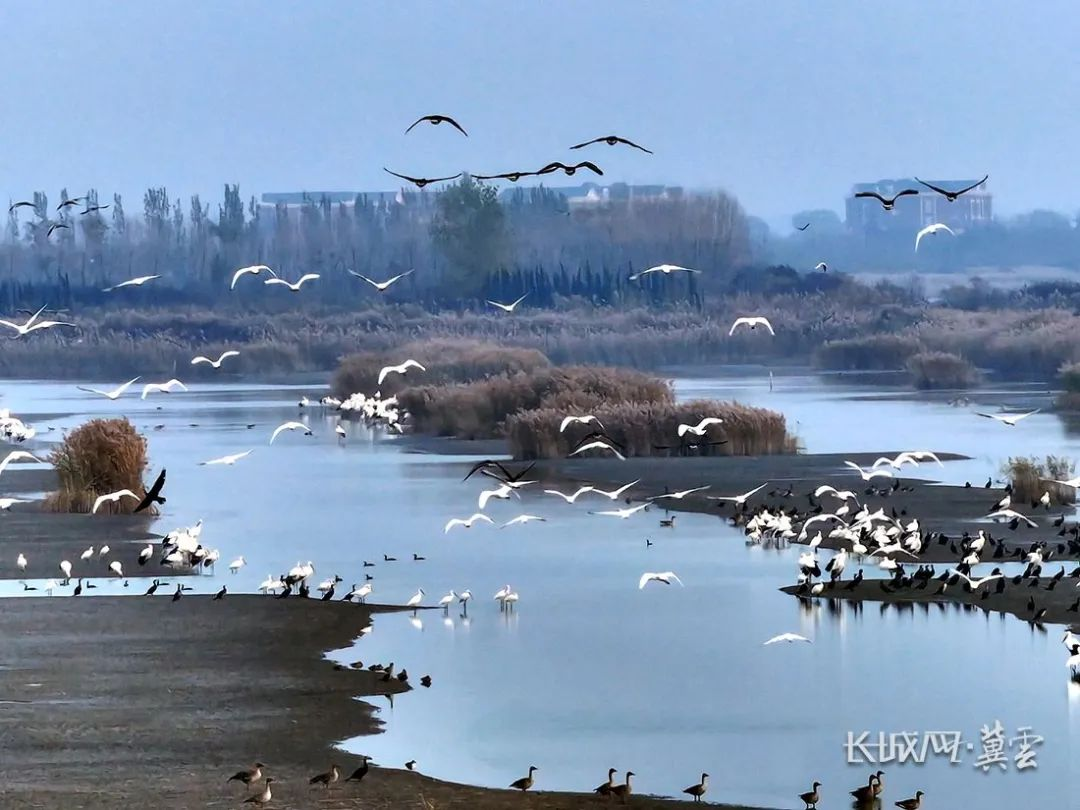数万只珍稀鸟类在曹妃甸湿地休养生息