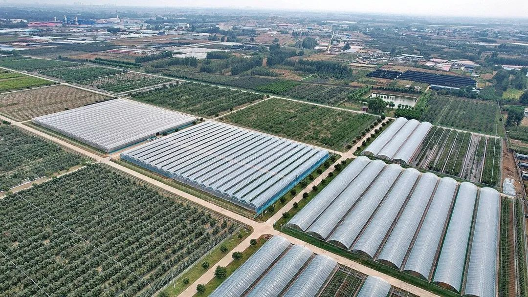 为有果实挂满枝 ——昌黎果树研究所研发新品种新技术助农增收纪实