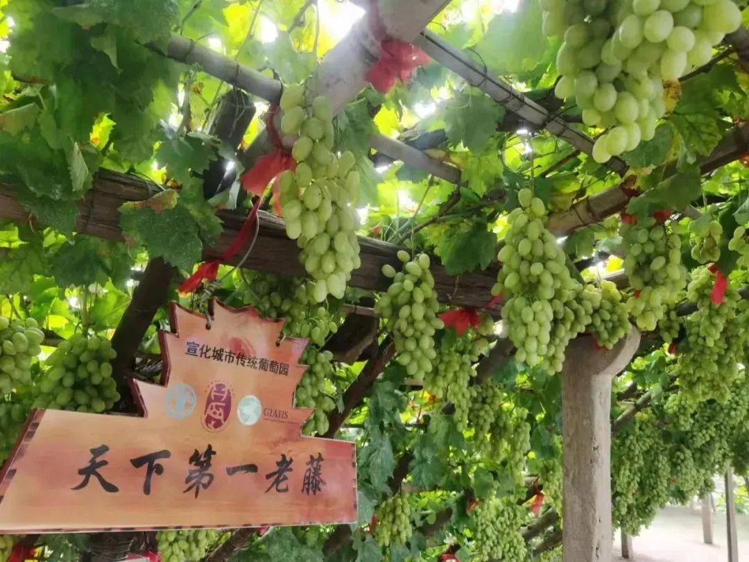 宣化牛奶葡萄上榜中国农业品牌目录区域公用品牌名单