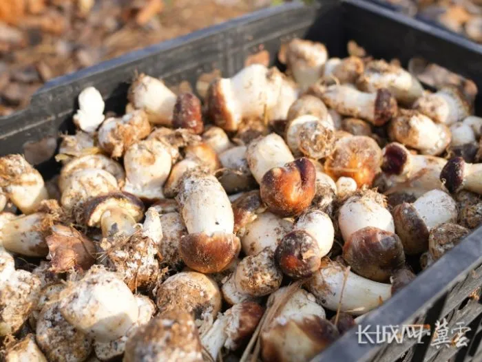 秦皇岛：林下生菌 突破耕地瓶颈