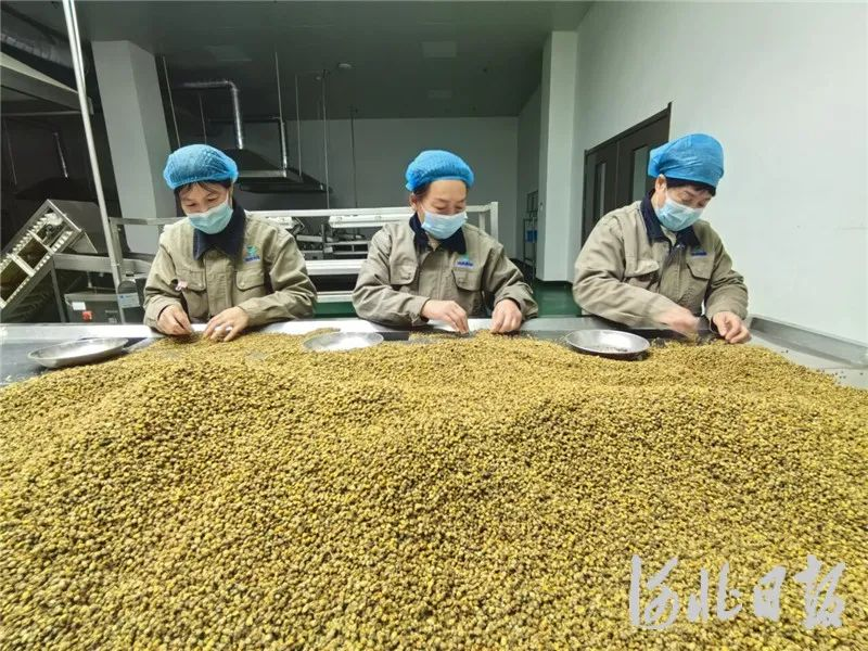 保定：千年文化做“引” 做强中医药产业链