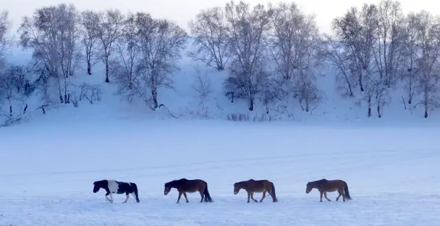策马奔腾，驰骋山林！来河北，感受不一样的冰雪豪情！