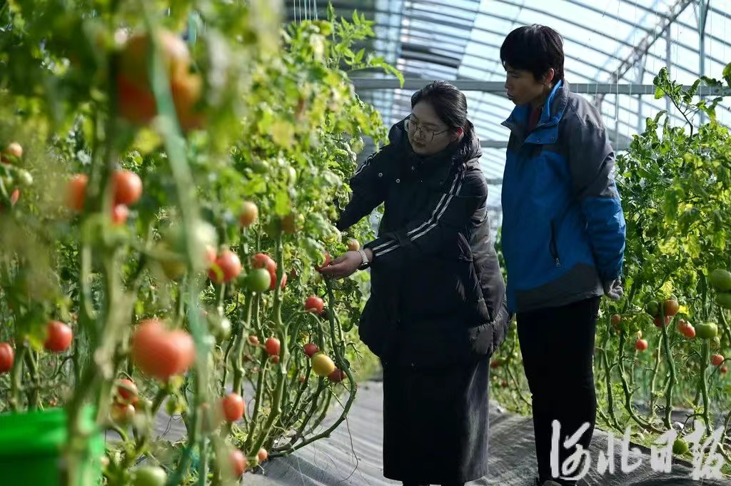 一批农业好项目纷纷落子河北！截至2024年底，河北纳入农业重点项目平台项目3124个