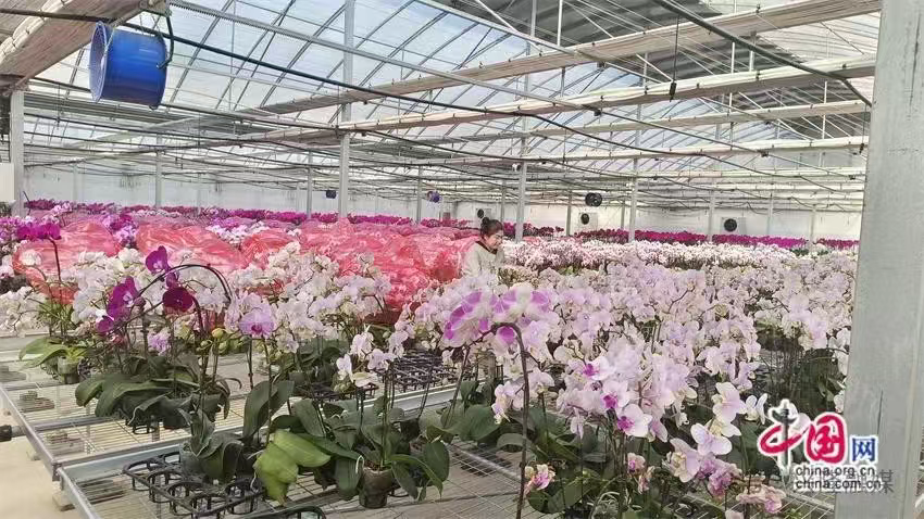 河北兴隆乡村振兴交亮眼答卷 产业筑基活力满满