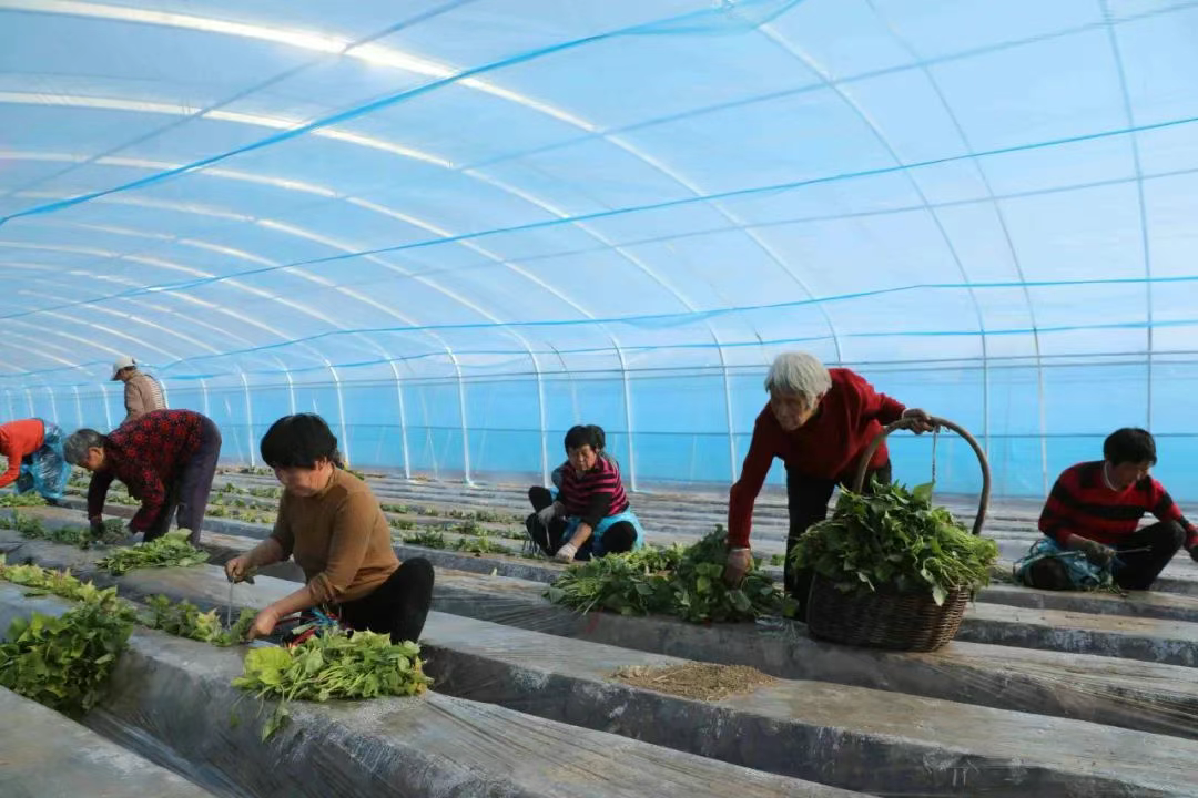 春耕备耕正当时 红薯种苗扩繁忙