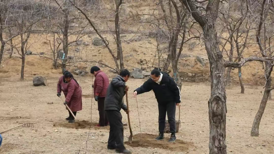 林间枣农忙 产业破浪行