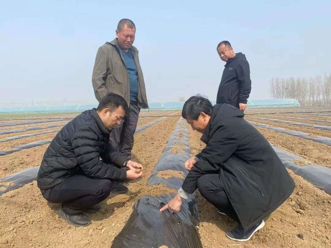 武强县：田间课堂送来西兰花春播“及时雨”