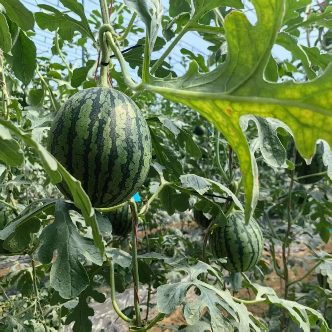 献县：一株吊秧西瓜苗“带火”一个村