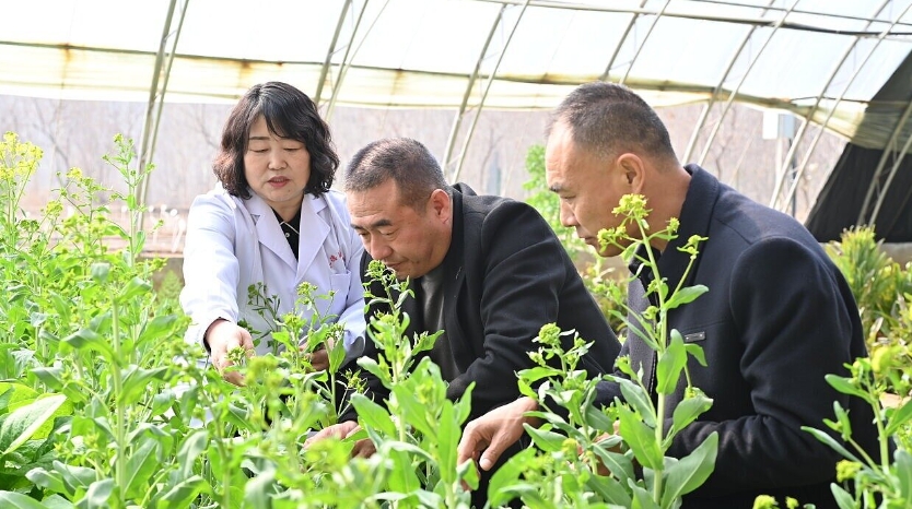 承德医学院中药研究所所长赵春颖：深耕燕山药谷 种出富民“良方”