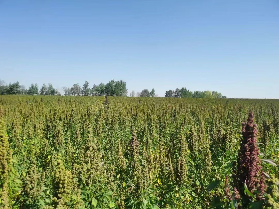 张家口市：持续巩固拓展脱贫攻坚成果，推进乡村全面振兴农业增效益 农民增收入 农村增活力