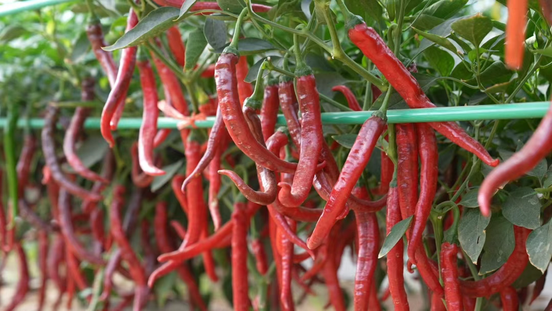 鸡泽县：大力推进鸡泽辣椒“一县一品”特色产业发展