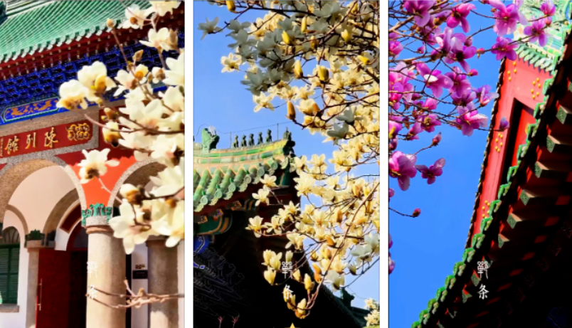 碧瓦红墙！邯郸这里的玉兰花最美！