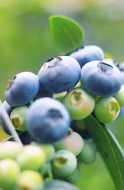 卢龙这家有机蓝莓火了！