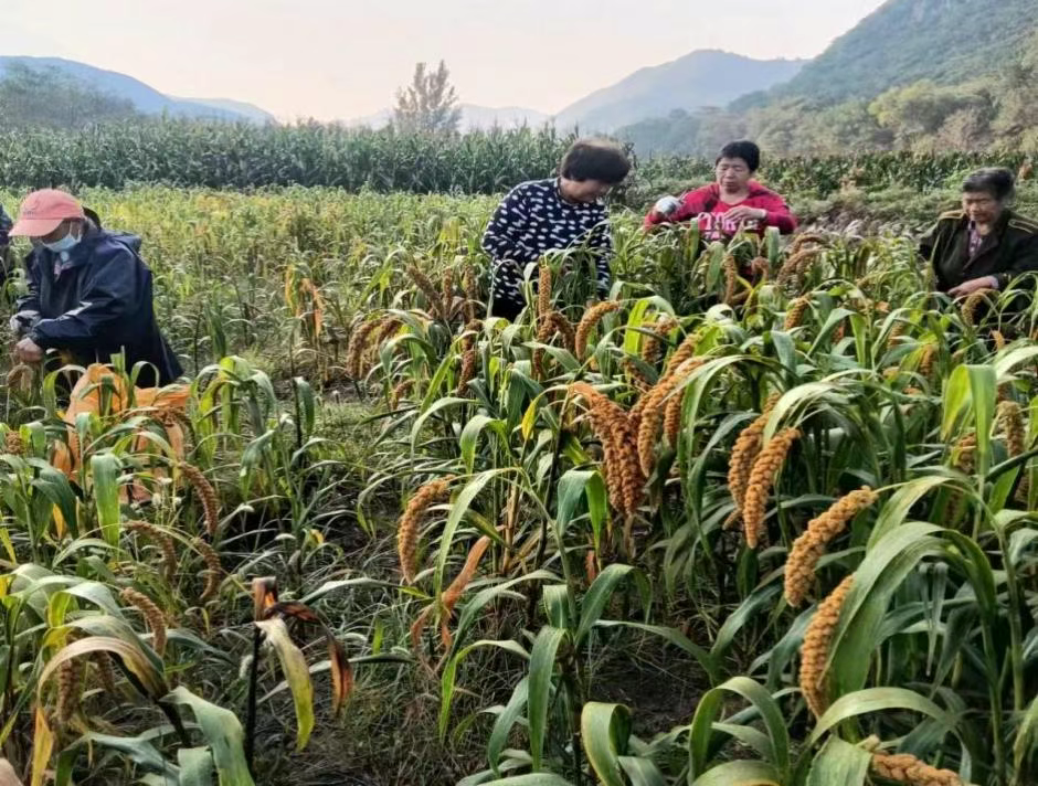 驻石滩地村工作队助力高山有机小米进入保定高端餐饮市场