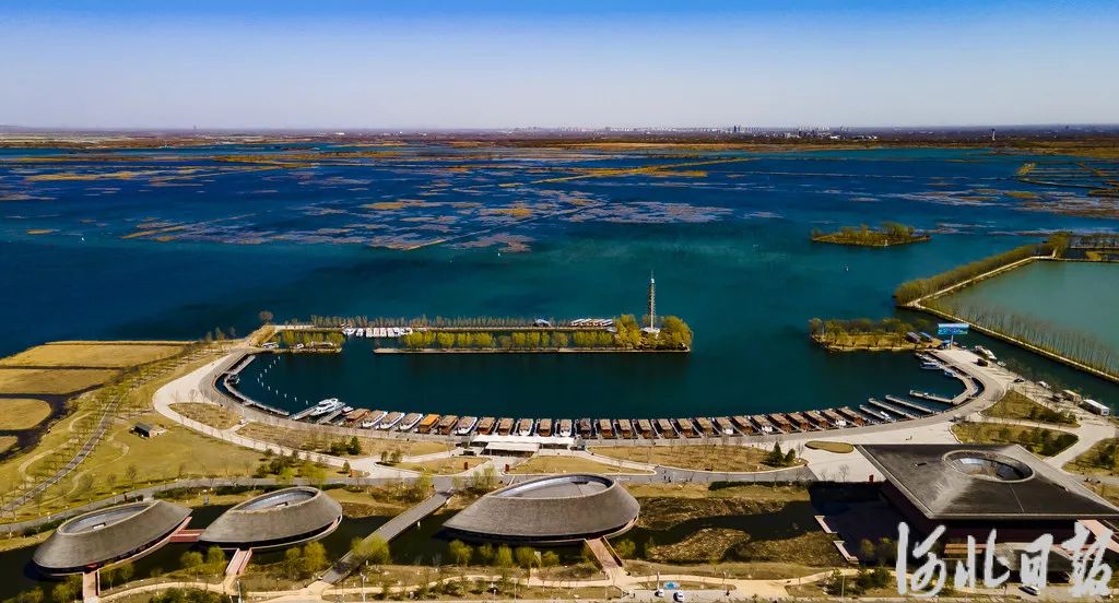 “黑科技”护卫，白洋淀水清岸绿映碧波