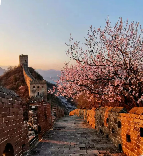 “相约杏韵 心想是城”承德市2025春季旅游启动仪式暨金山岭长城第十三届杏花节开幕式将于4月5日盛大启幕！