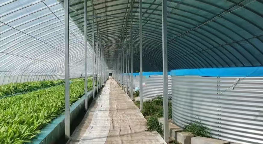 康保县：“鱼菜共生”成为农民增产增收新引擎