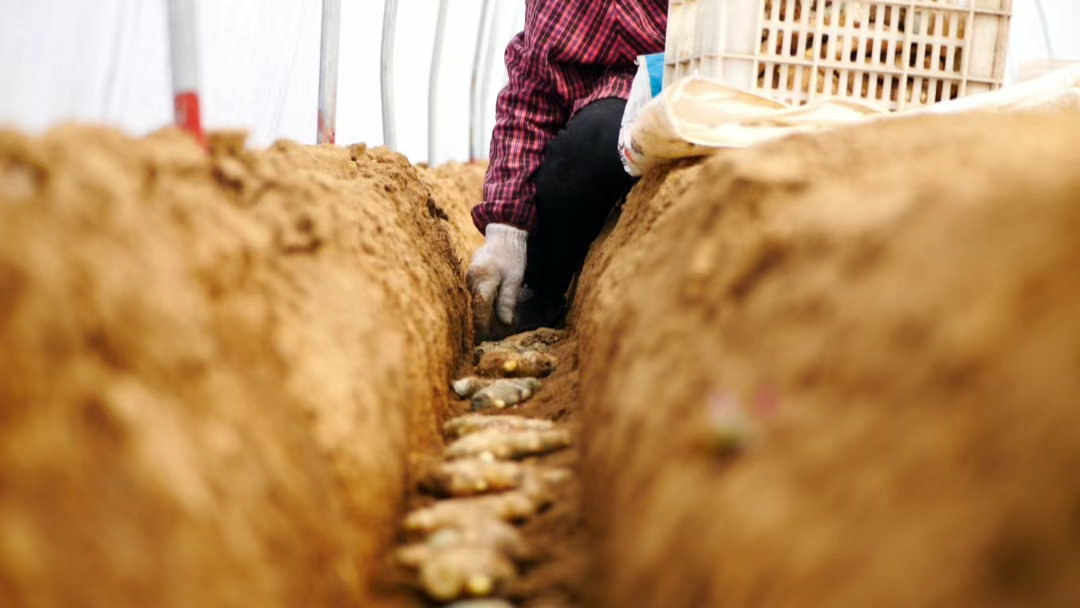 新乐：生姜种植忙 产业促振兴