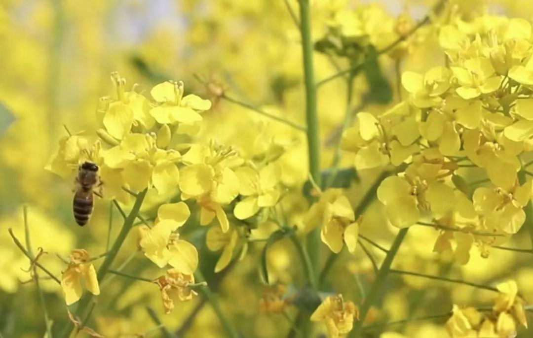 魏县：油菜花开醉春光 乡村振兴展新颜