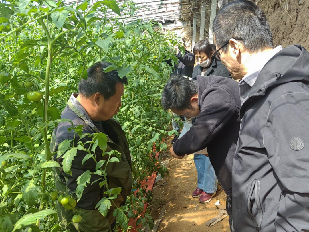 衡水市桃城区：农技服务进田间  助农稳产促丰收