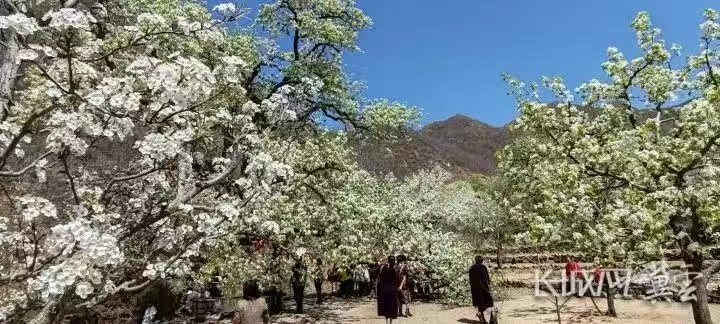 “梨花映春·醉美青龙”第十七届官场梨花节开幕