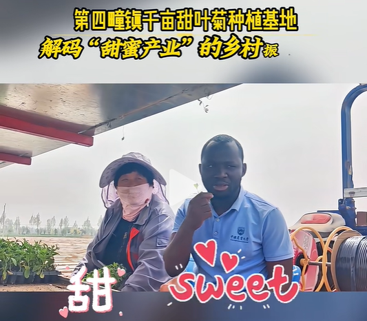 从“小叶子”到全产业链！甜叶菊在曲周的发展之旅！