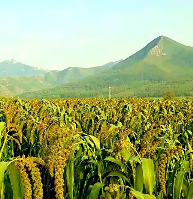 一公斤小米，何以卖到120元？