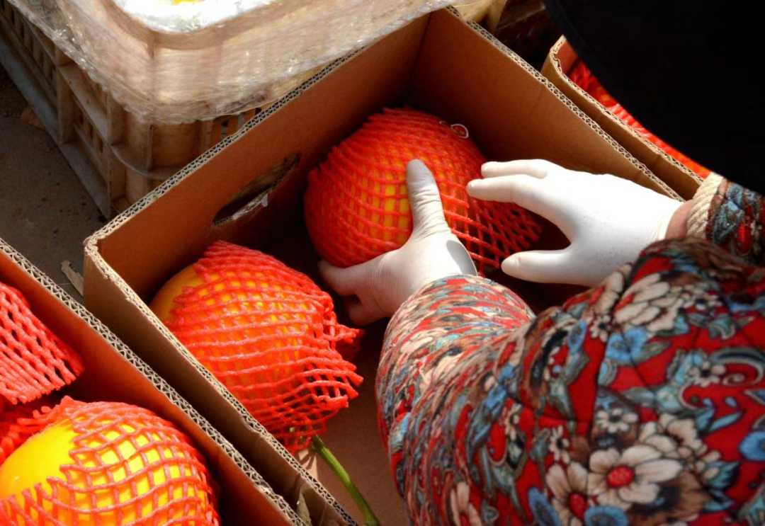 河北献县：甜瓜飘香产业旺 瓜农致富有“蜜方”