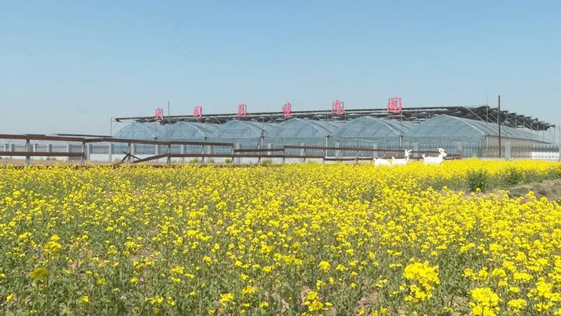 从“种蔬菜”到“卖风景”——青县农文旅融合激活乡村振兴新动能