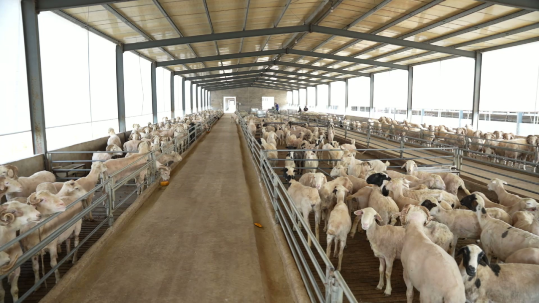 邱县：全力推动牛羊肉一二三产深度融合