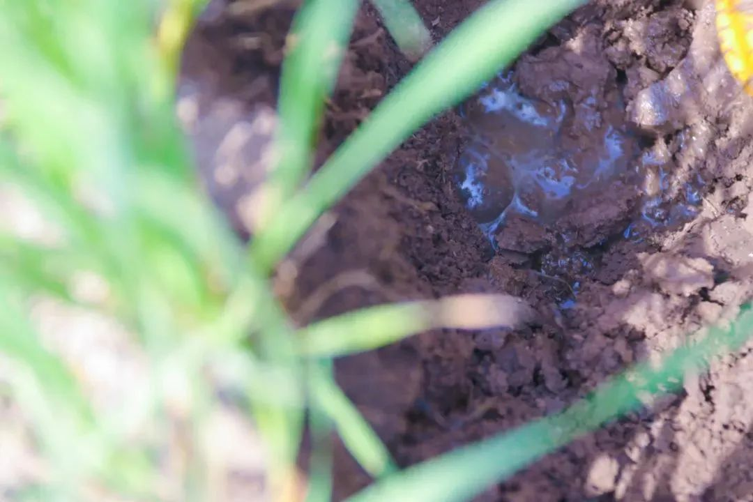 “无水”灌溉，看看是哪里的黑科技