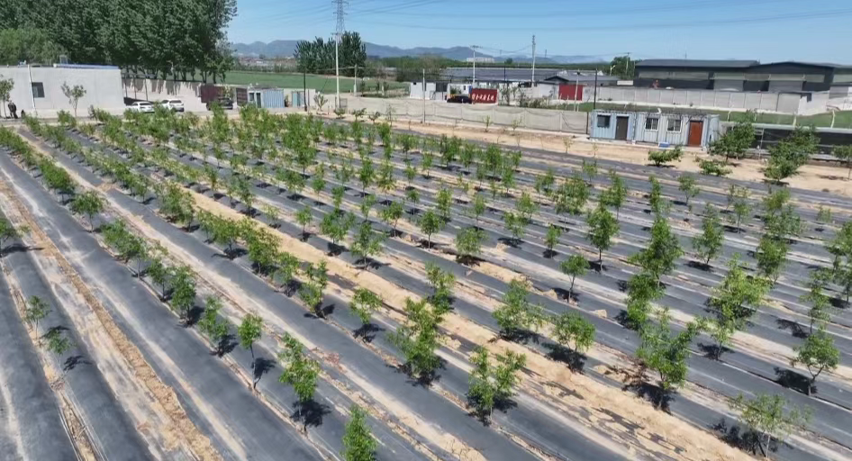 鹿泉：小酸枣产业助力乡村振兴