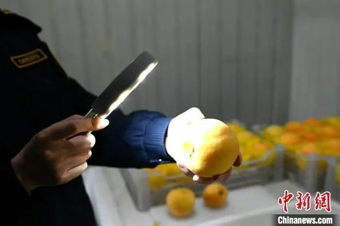 昌黎：鲜桃香飘海外