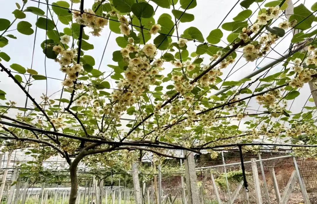 高邑：猕猴桃花开正盛 乡村振兴展新篇