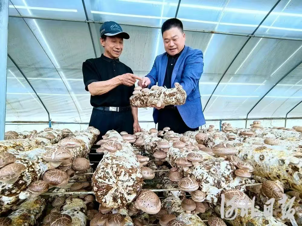 光伏板下的种田“合伙人”