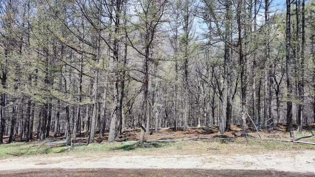 赤城县：探索林下经济为乡村振兴注入绿色发展新动能