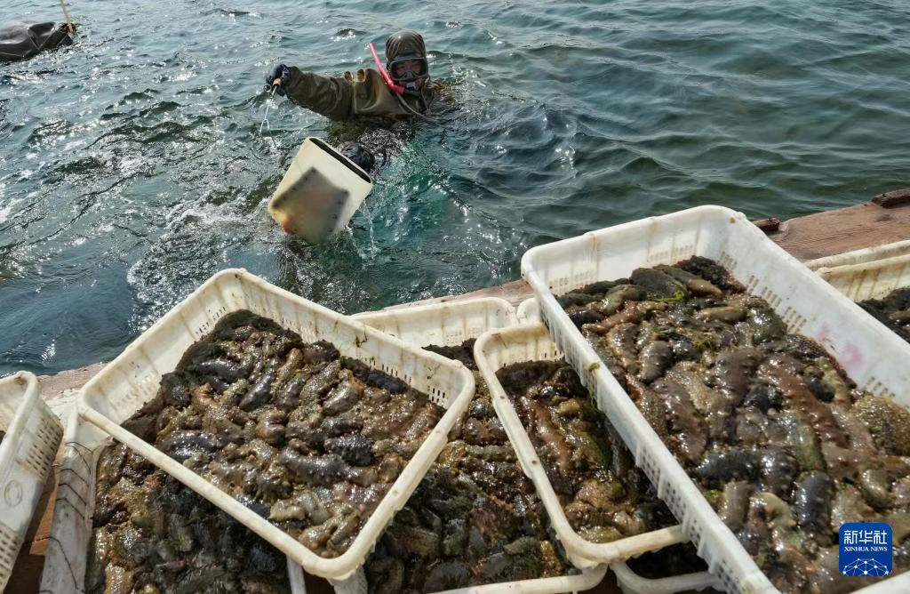 河北昌黎：海参收获忙