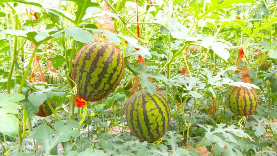 来新乐吧！共赴一场西瓜的清甜之约