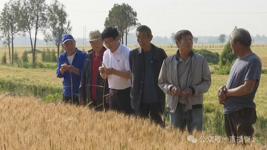 富硒小麦铺就乡村振兴