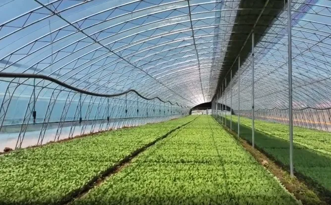 丰宁：时差蔬菜种植 助力农民增收